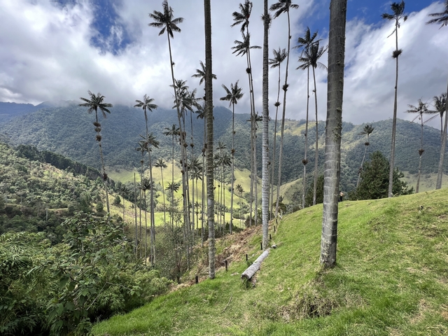 Tall wax palms in a mountainous landscape.