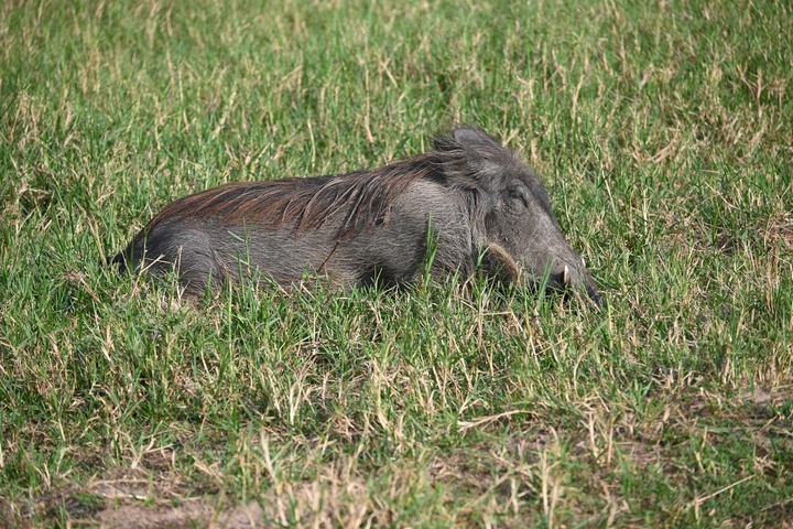 Warthog resting in the grass in a wildlife setting