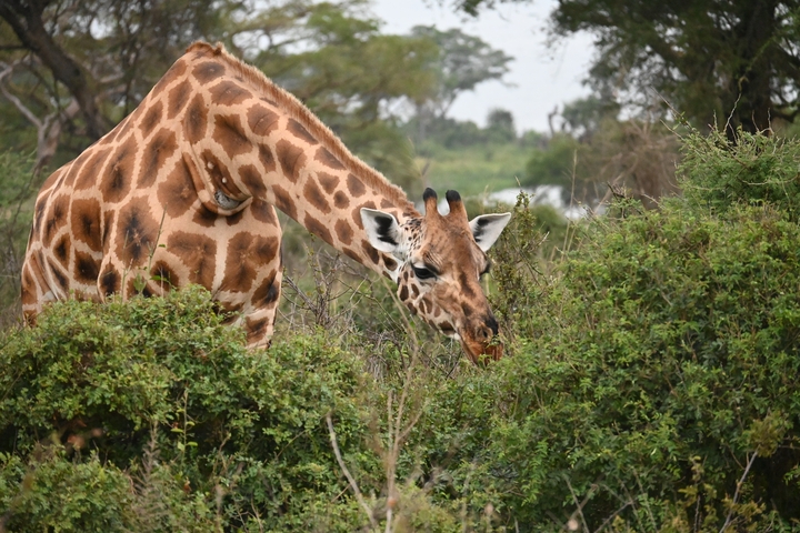 Giraffe eating leaves from a bush in a natural setting