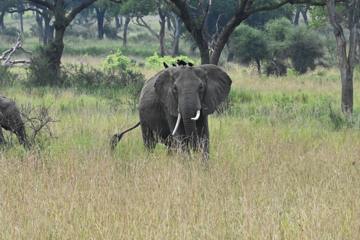 Elephant in a grassy savannah with birds on its back