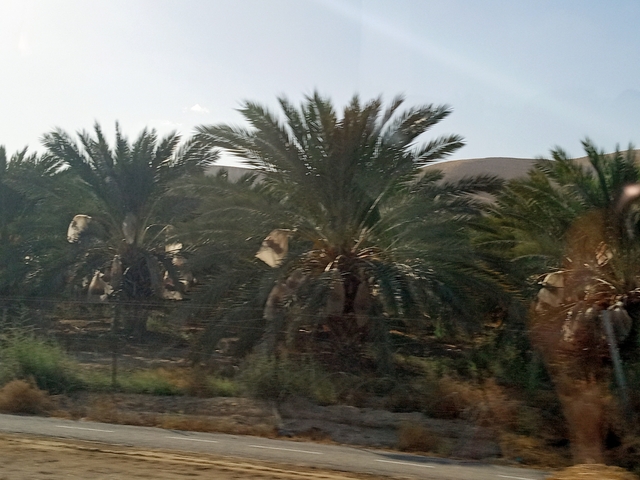 Blurred image of palm trees in a desert landscape.