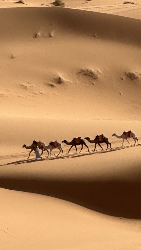 Group of camels walking across a golden sand dune.