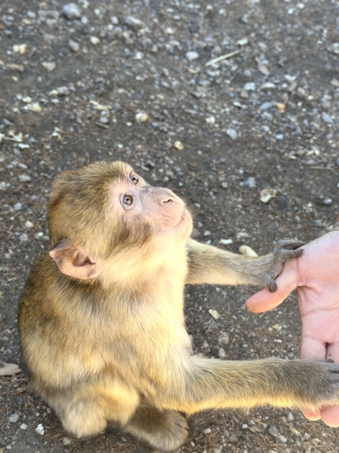 Monkey holding a person's hand.