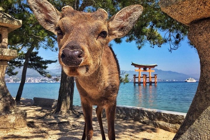 Close-up of a deer with a torii gate in the background.