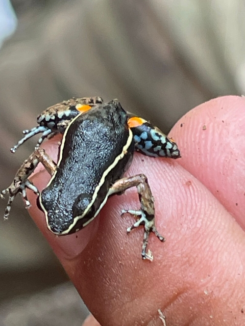 Close-up of a colorful frog on a hand.