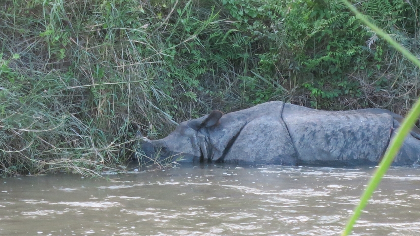 A rhino partially submerged in water, near a grassy river bank.
