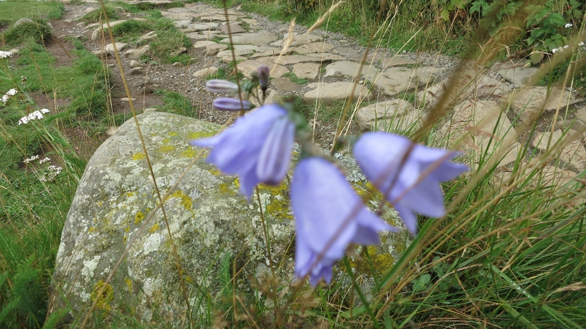Blurred close-up of purple flowers in a field.
