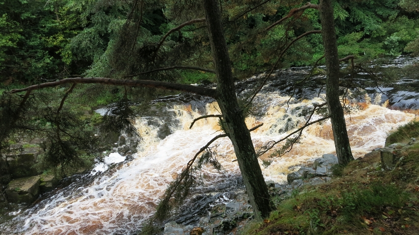 Rushing river cascading through a forested area.
