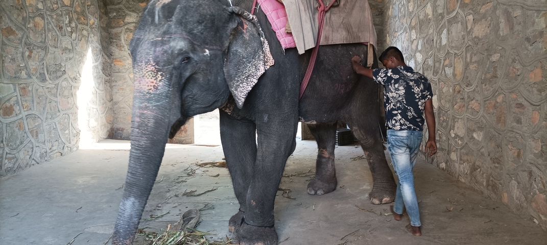 Man with an elephant in an enclosed space.
