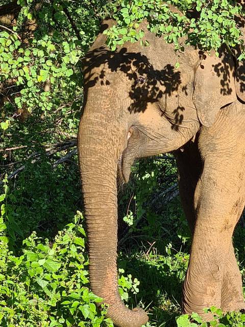 Close-up of an elephant's leg and skin texture.