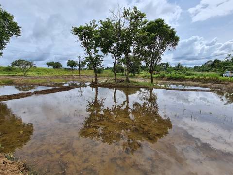 Paddy fields with reflected trees under a cloudy sky.