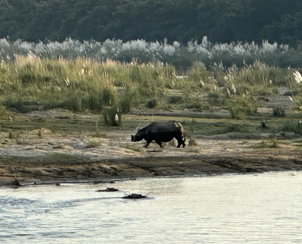 Wild rhino walking in a grassland near a river.