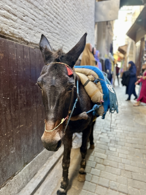 Donkey carrying goods, standing in a narrow street.