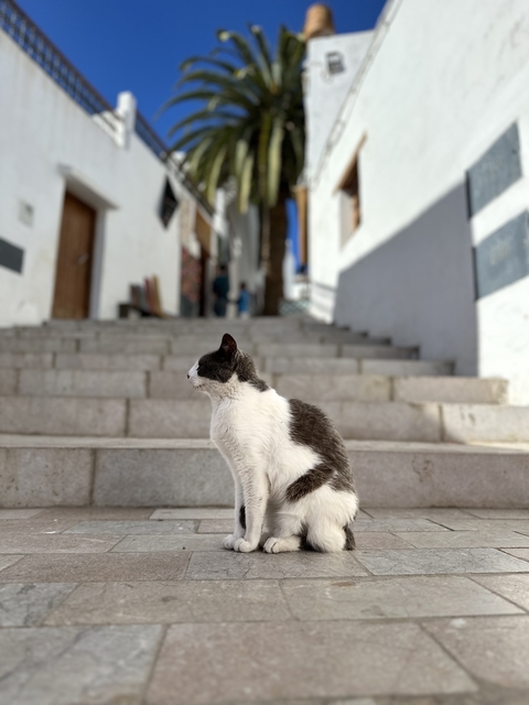 Cat sitting on stone steps in a narrow alleyway.