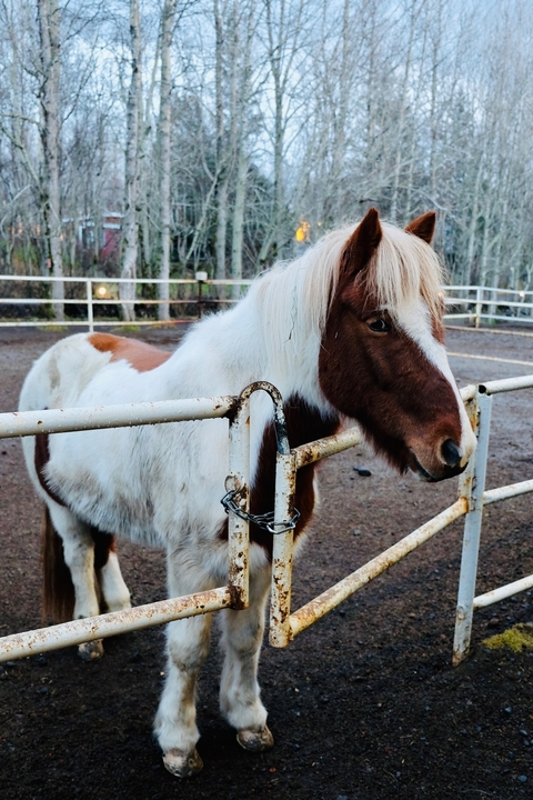 Horse behind a fence in an outdoor enclosure.