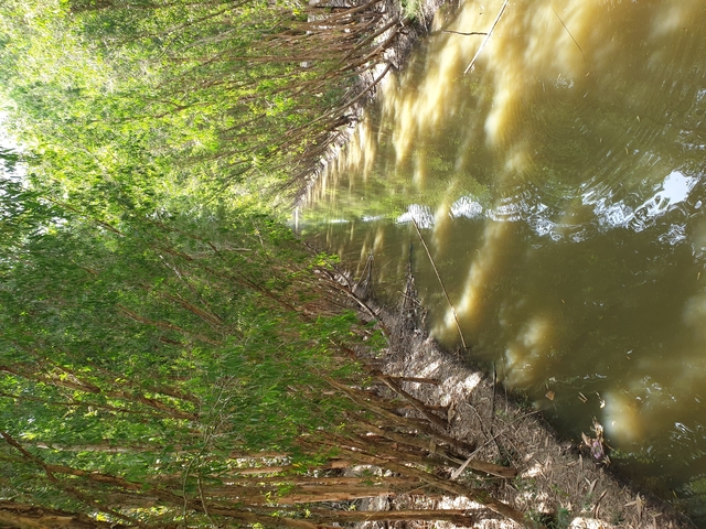 A river with trees lining the banks and reflections in the water.