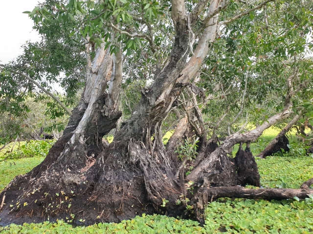 Close-up view of tree roots in a swampy area.