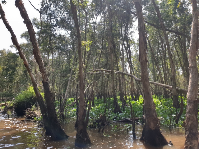Dense forest with tall trees and vegetation.
