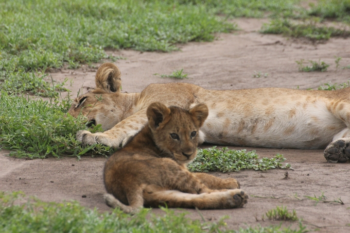 Lion cub resting on the ground.