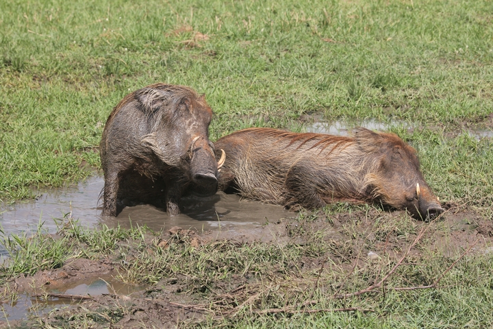 Two warthogs resting in the mud.