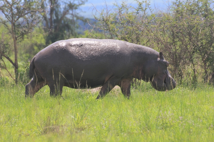 Hippo walking through the grass.