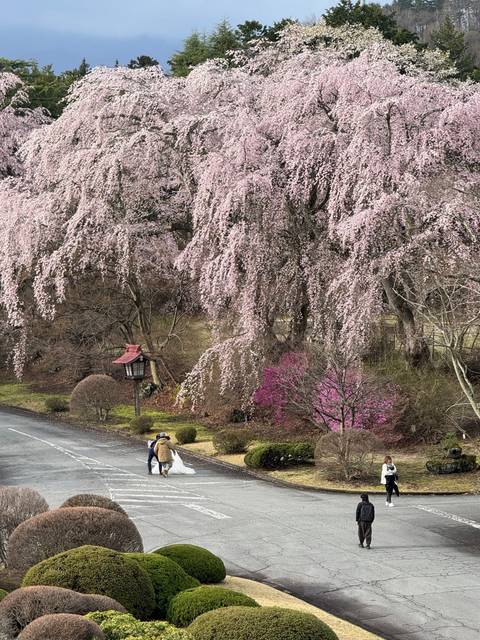 Close-up of cherry blossoms with colorful bushes.