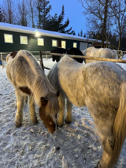 Icelandic horses standing in a snowy pen.