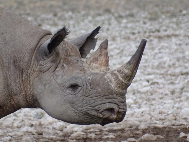 Close-up of a rhino with cracked horn.