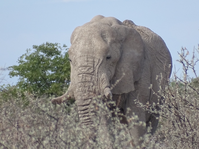 Elephant in a bushy savannah environment.