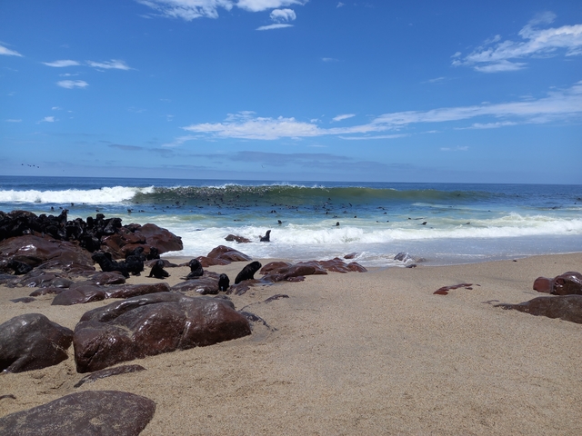 Seal colony on a rocky beach with waves crashing.