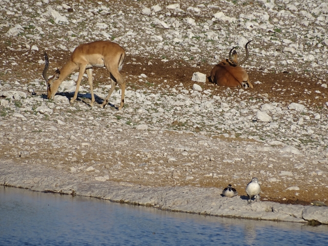 Antelopes grazing near a small water source.
