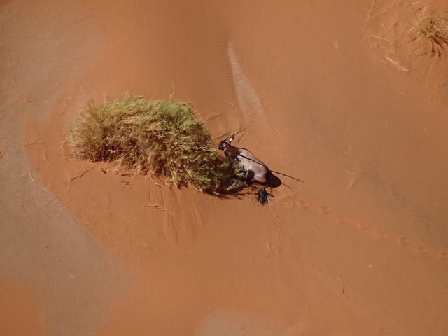 Oryx animal next to a bush in sandy terrain.