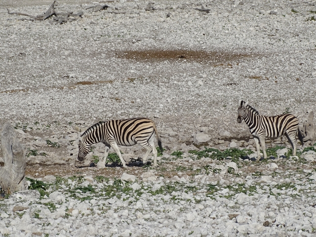 Two zebras grazing on a rocky terrain.