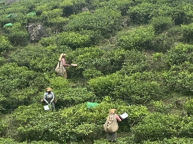 Workers in a lush green tea plantation on a hillside.