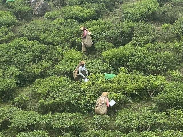 Group of workers harvesting tea on a terraced hillside.