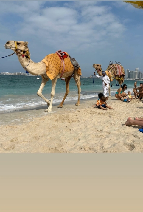 Camels walking on a beach with people sitting nearby.