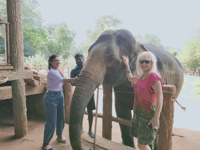 People petting an elephant in an outdoor setting.
