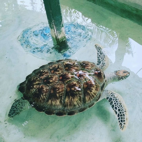 Sea turtle swimming in clear water.
