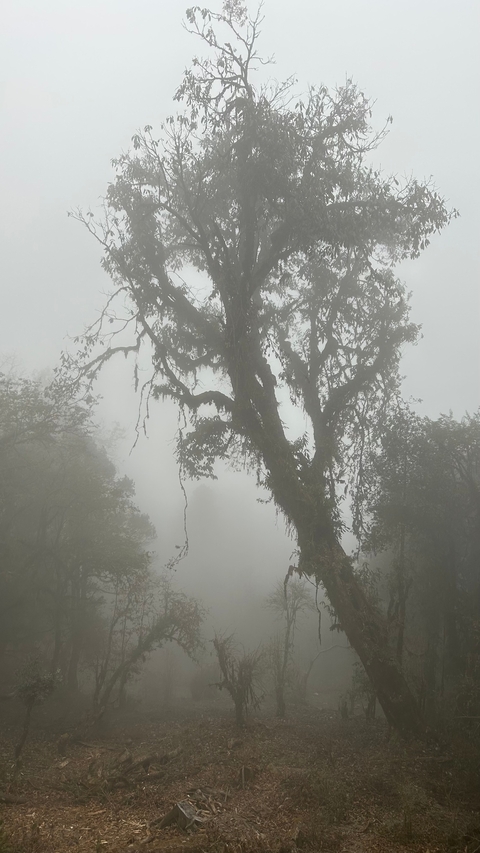 Tree in a misty environment.