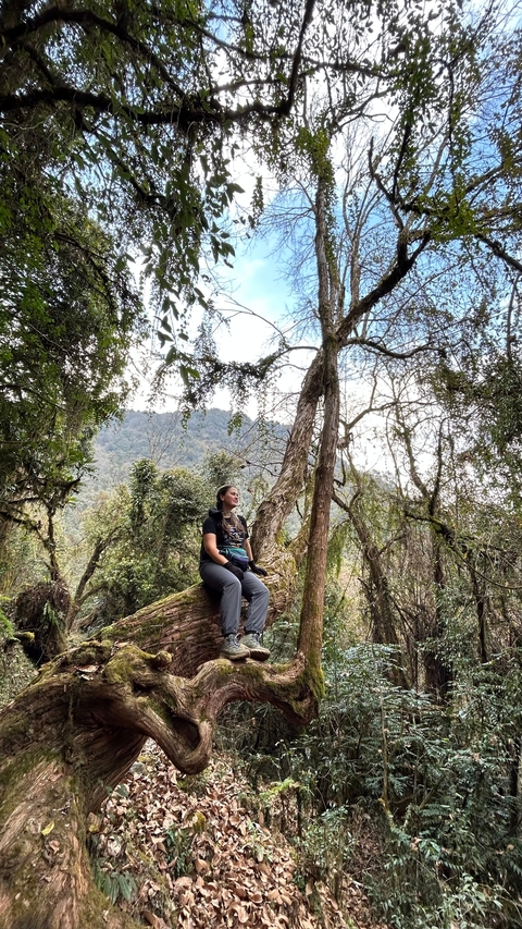 Person sitting on a tree trunk in a forest.