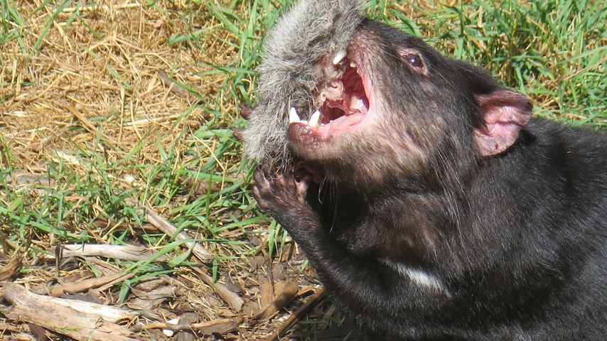 Tasmanian devil showing teeth in a natural habitat.
