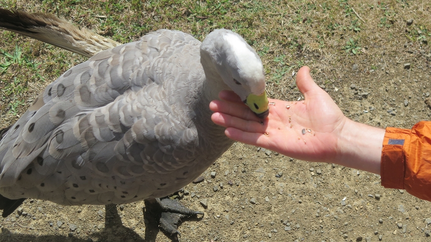 Person feeding a bird with a striking gray plumage.
