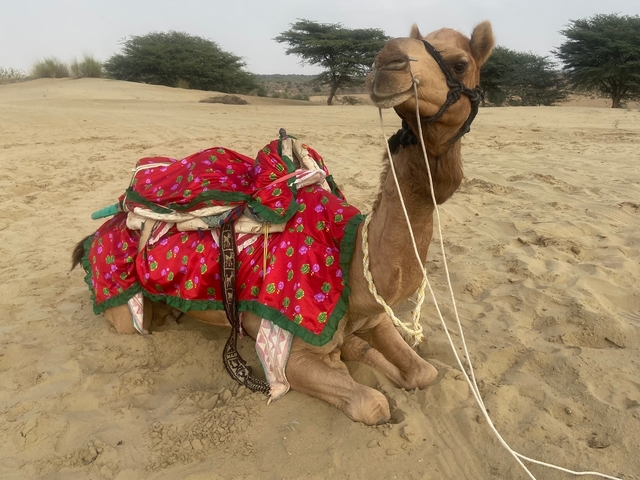 Camel resting in the desert adorned with colorful textiles.