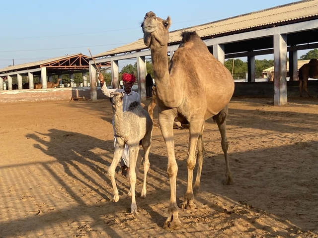 Man and camel standing in a sandy enclosure at a camel farm.