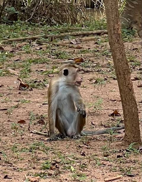 foto de reseña de cliente de Viaje de 7 días a Sri Lanka