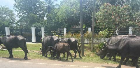 A herd of cattle walking along a road with greenery around.