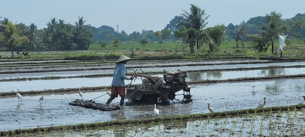 A farmer using a plow in a flooded rice field with birds around.