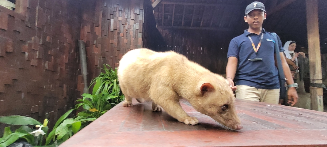 A civet on a wooden platform in a casual indoor setting.