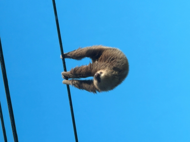 A sloth hanging on a wire with a clear blue sky background.