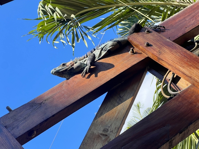 An iguana on a wooden structure with a clear blue sky background.